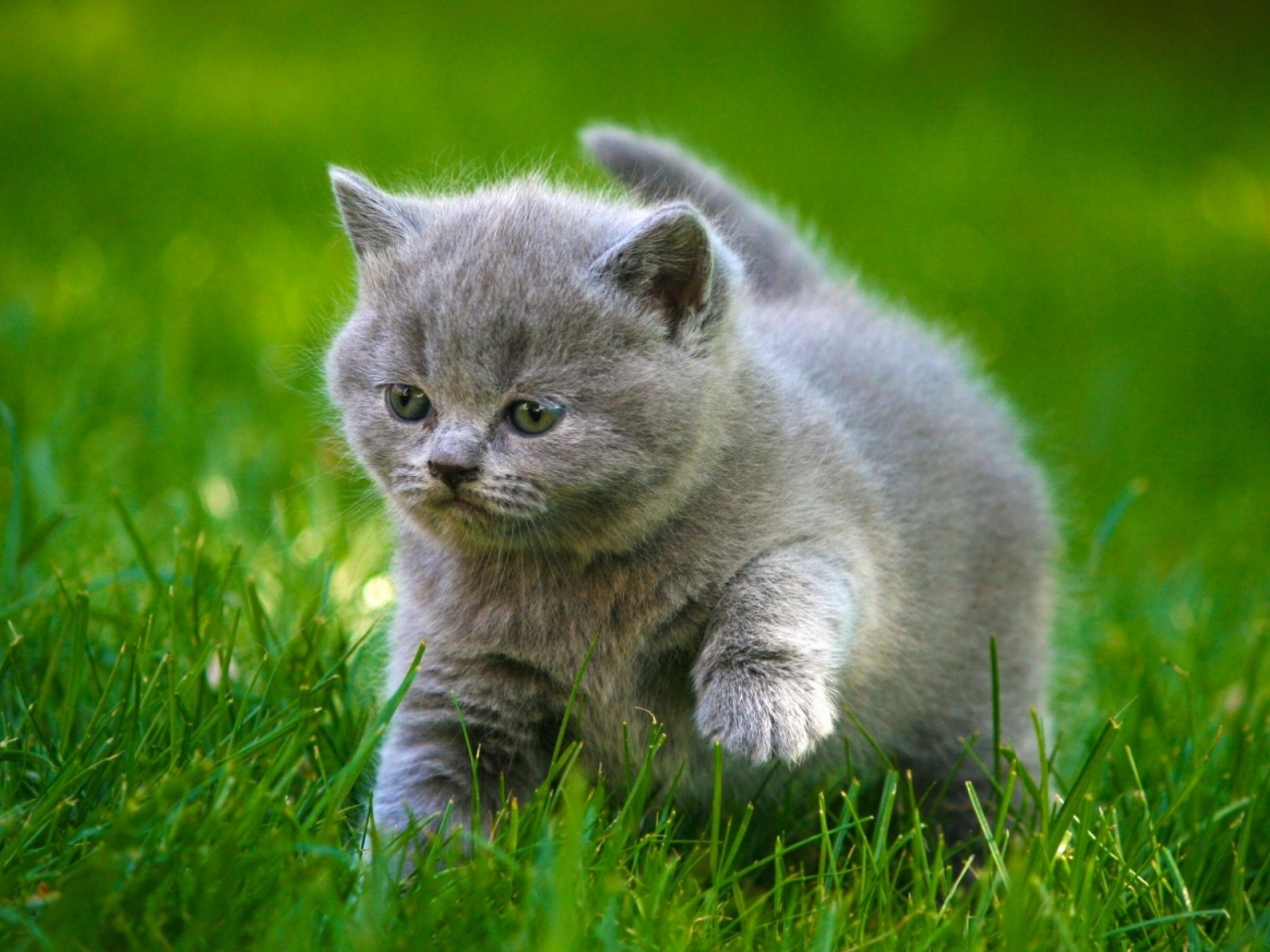 Grey Little Kitty for 1280 x 960 resolution