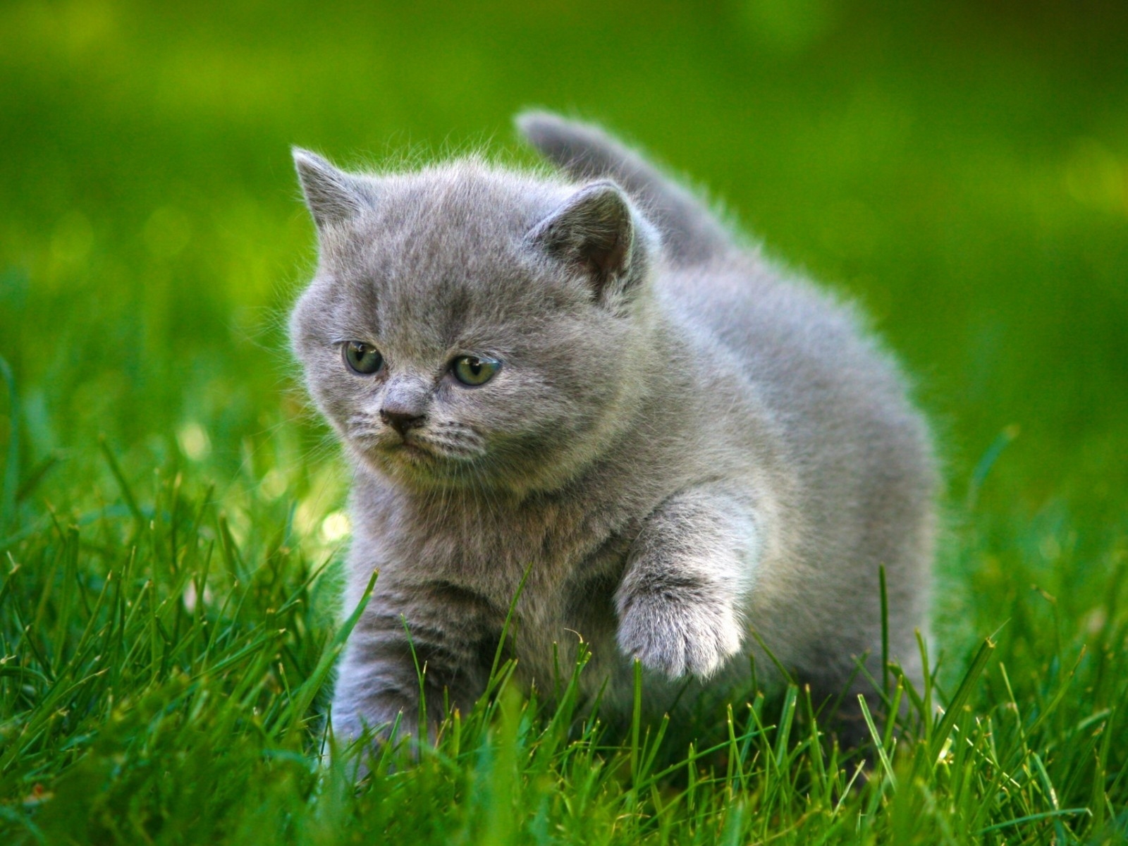 Grey Little Kitty for 1600 x 1200 resolution