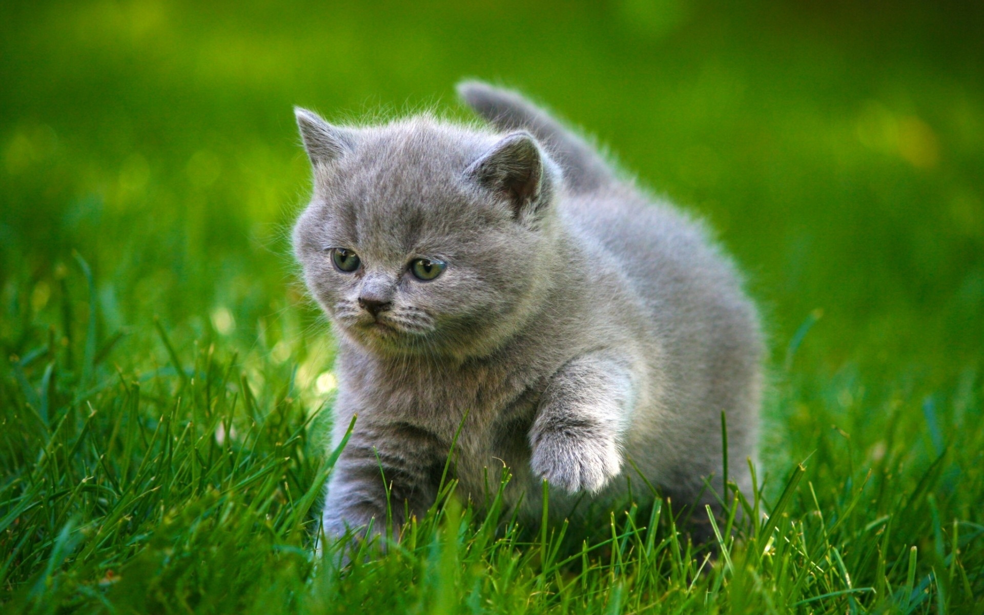 Grey Little Kitty for 1920 x 1200 widescreen resolution