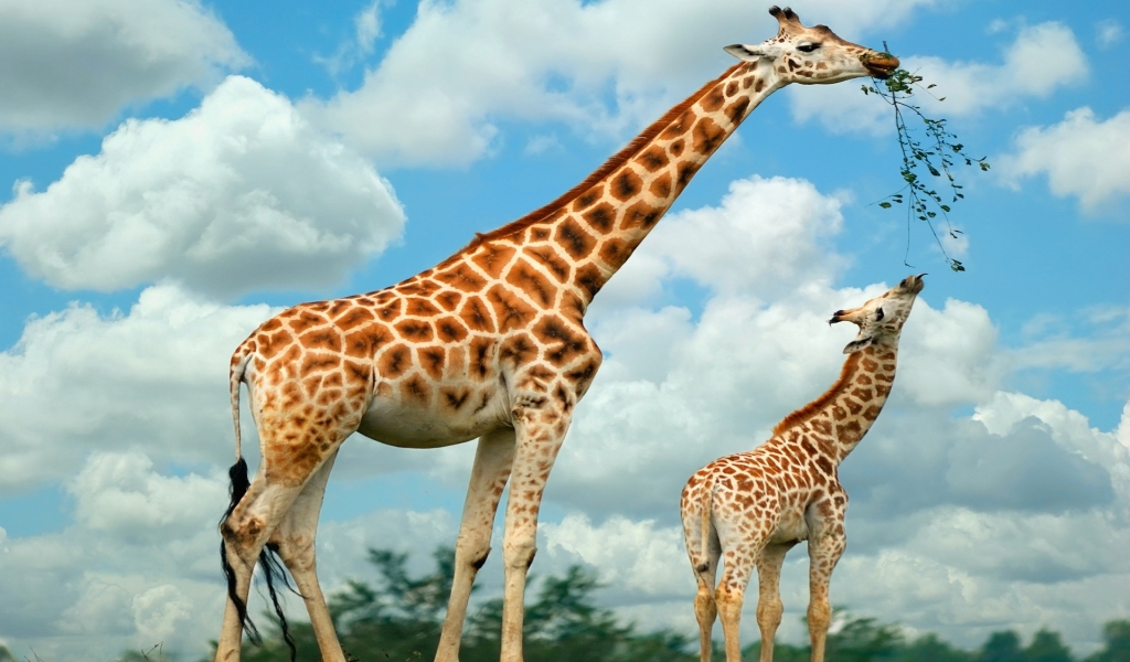 Happy Giraffe Family for 1024 x 600 widescreen resolution