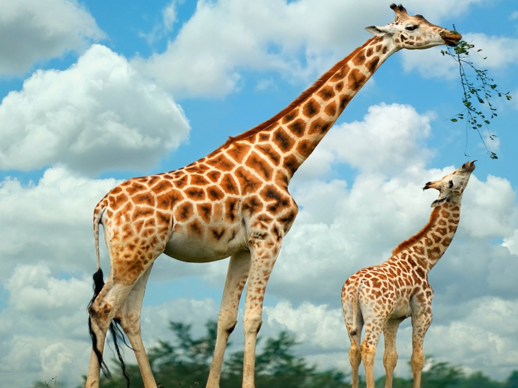 Happy Giraffe Family for 1024 x 768 resolution