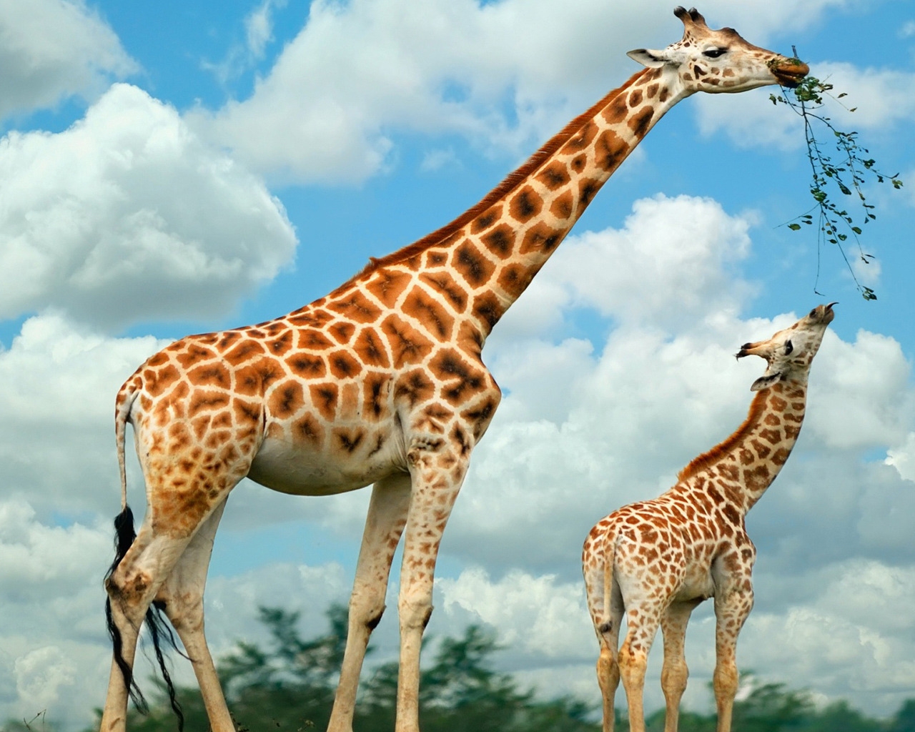 Happy Giraffe Family for 1280 x 1024 resolution