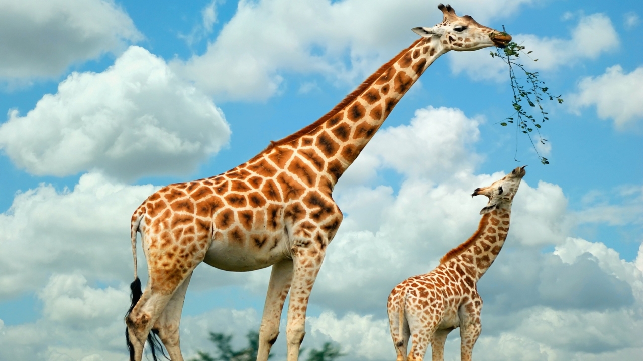 Happy Giraffe Family for 1280 x 720 HDTV 720p resolution