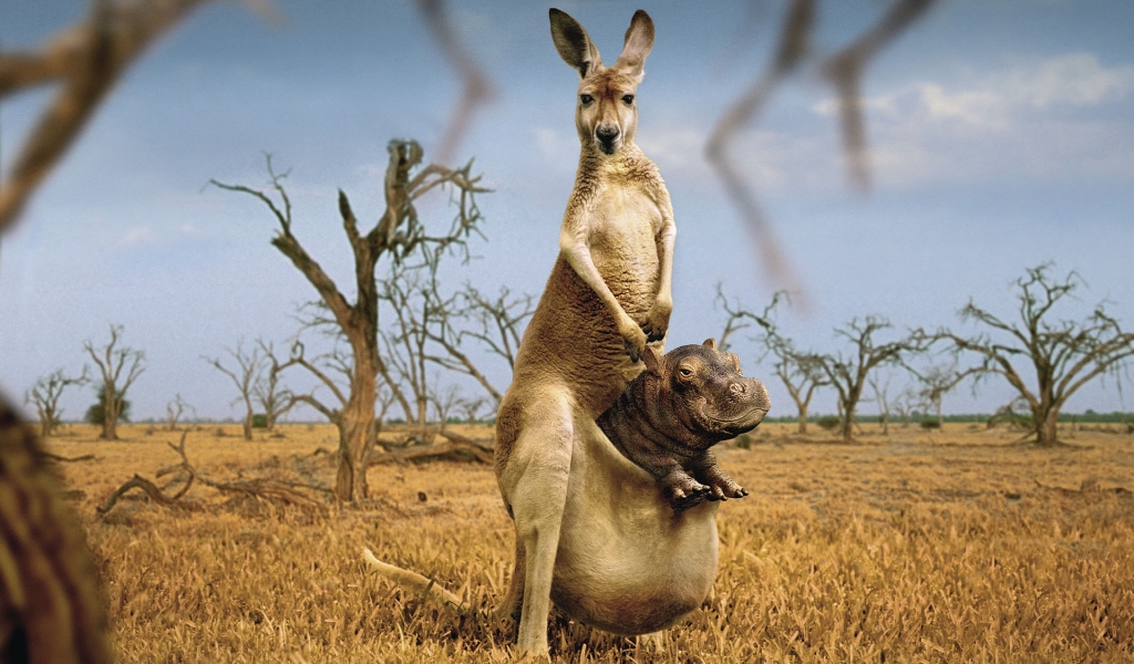 Happy Kangaroo for 1024 x 600 widescreen resolution
