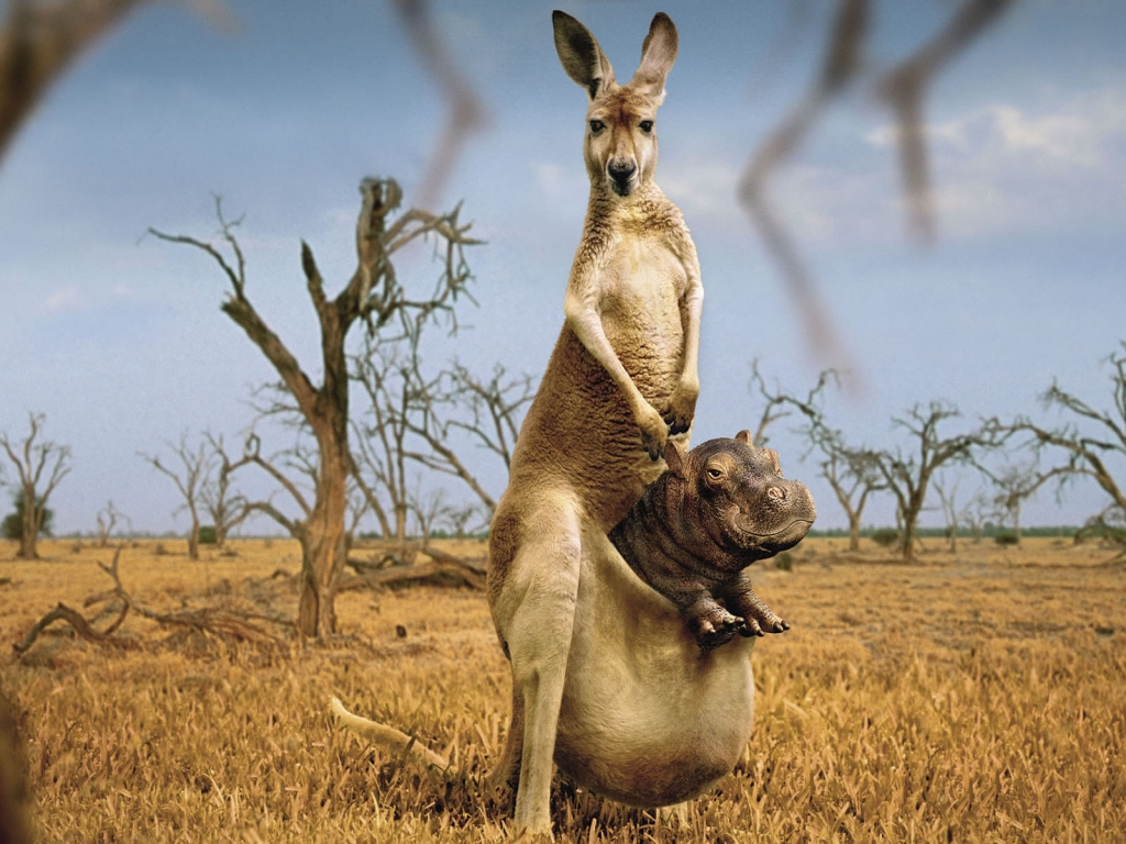 Happy Kangaroo for 1024 x 768 resolution