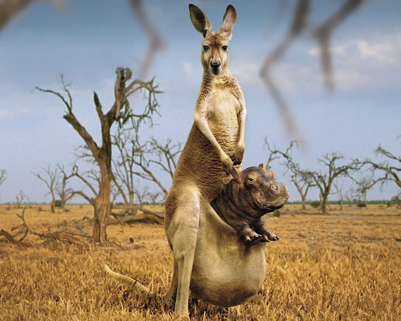 Happy Kangaroo for 1280 x 1024 resolution