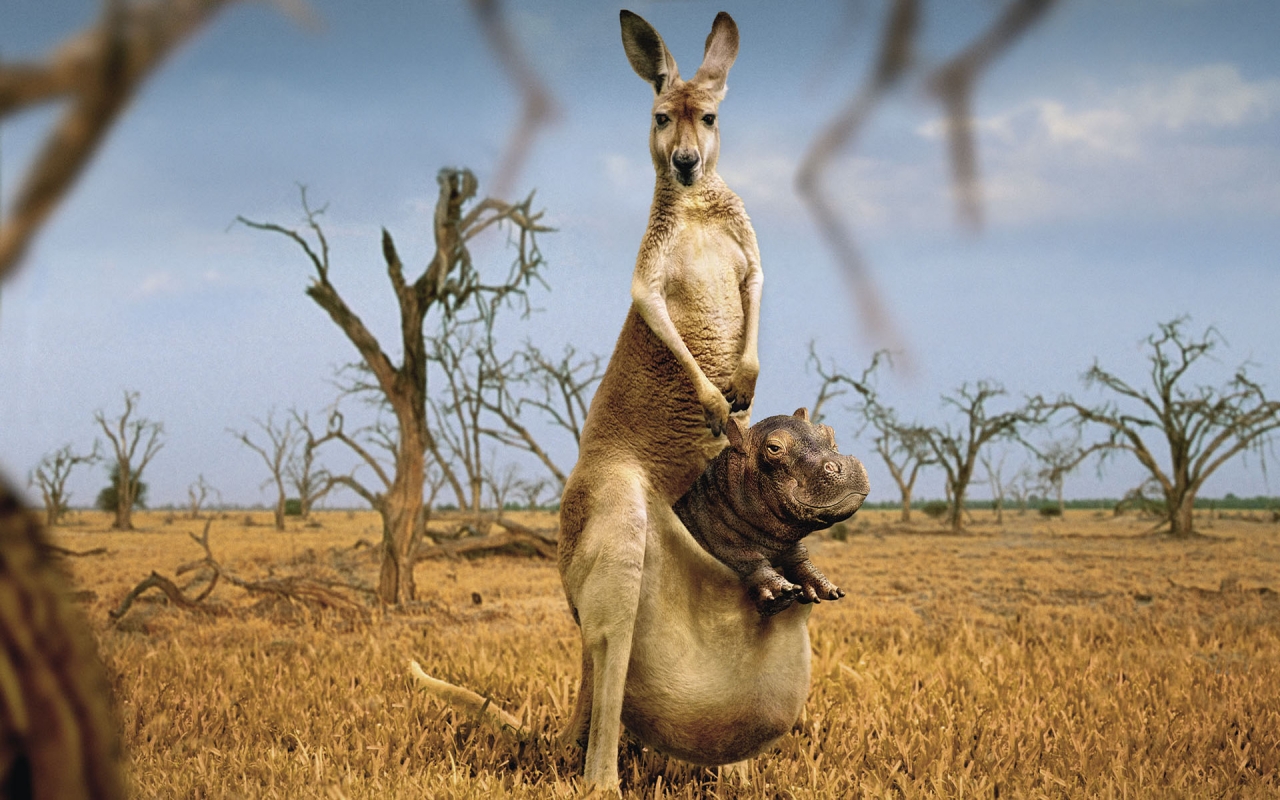 Happy Kangaroo for 1280 x 800 widescreen resolution