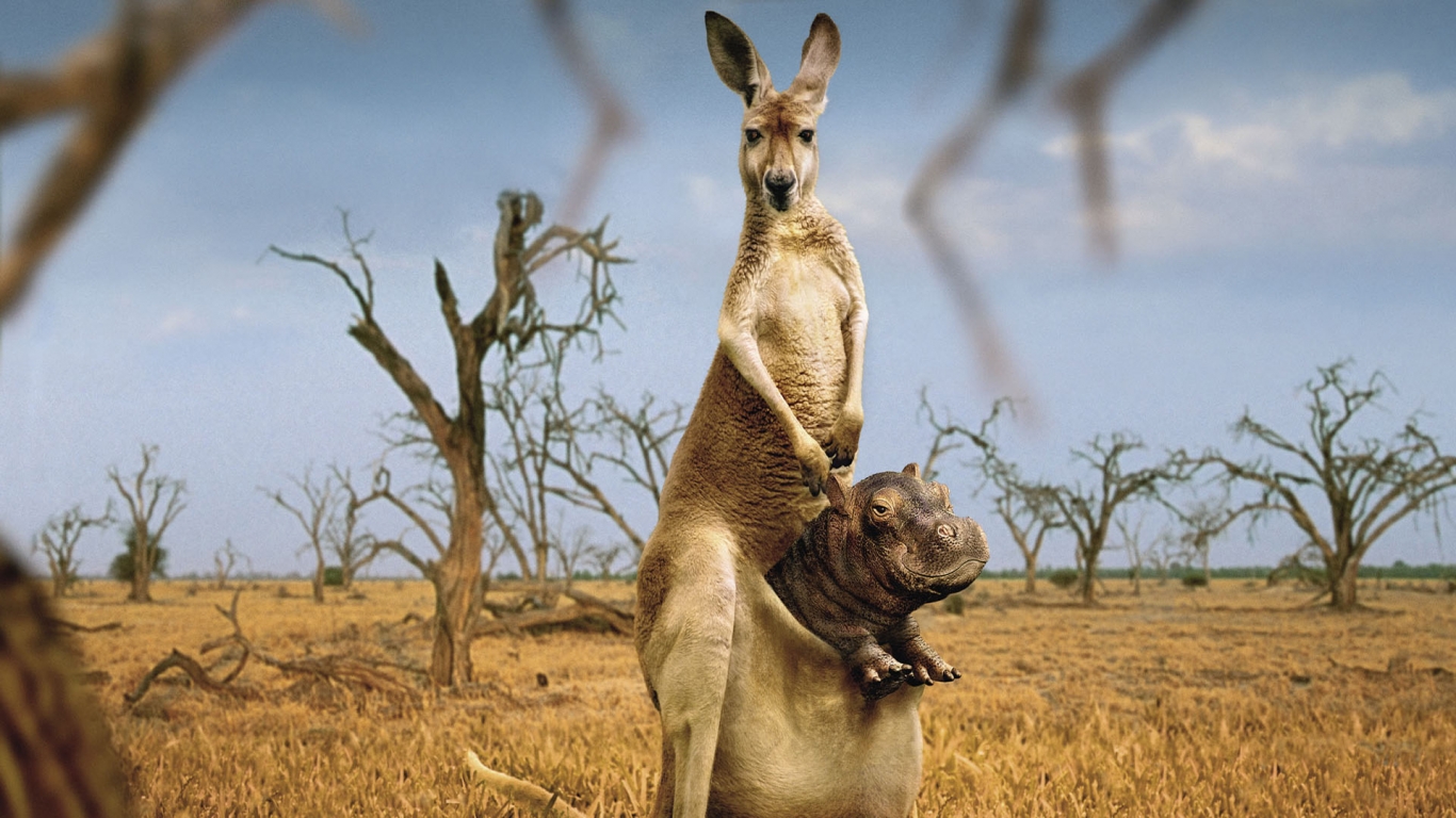 Happy Kangaroo for 1366 x 768 HDTV resolution