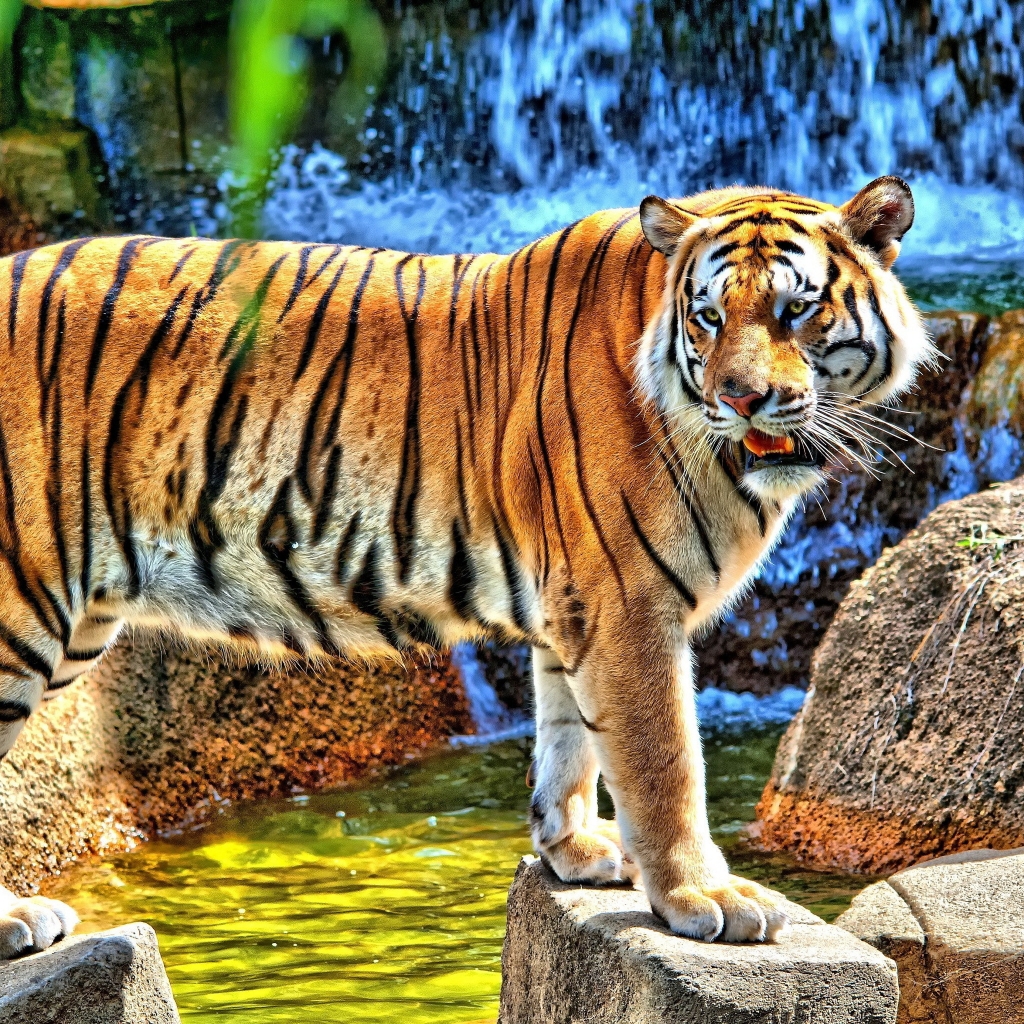 HDR Young Tiger for 1024 x 1024 iPad resolution