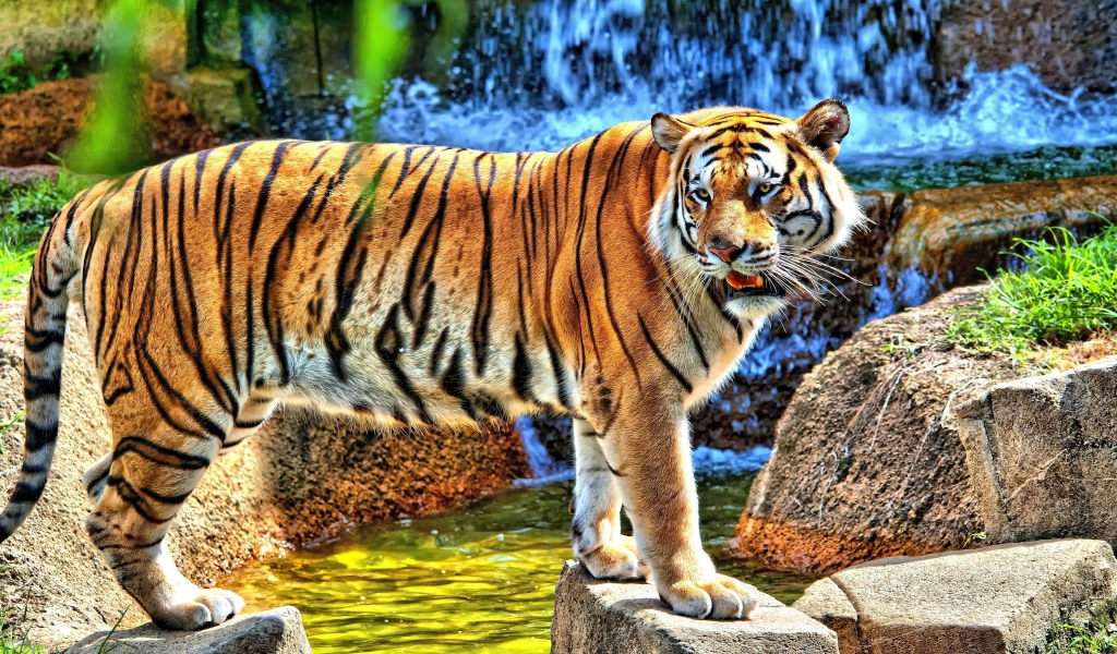 HDR Young Tiger for 1024 x 600 widescreen resolution