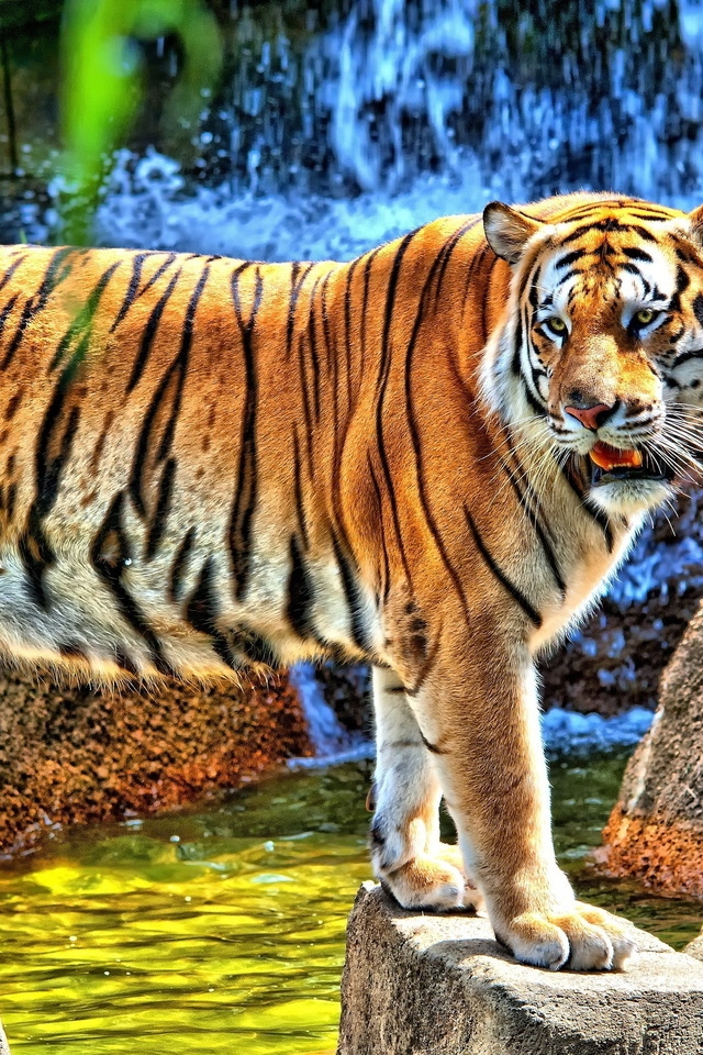 HDR Young Tiger for 640 x 960 iPhone 4 resolution