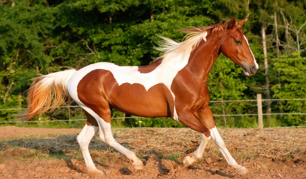 Horse With White Spots for 1024 x 600 widescreen resolution