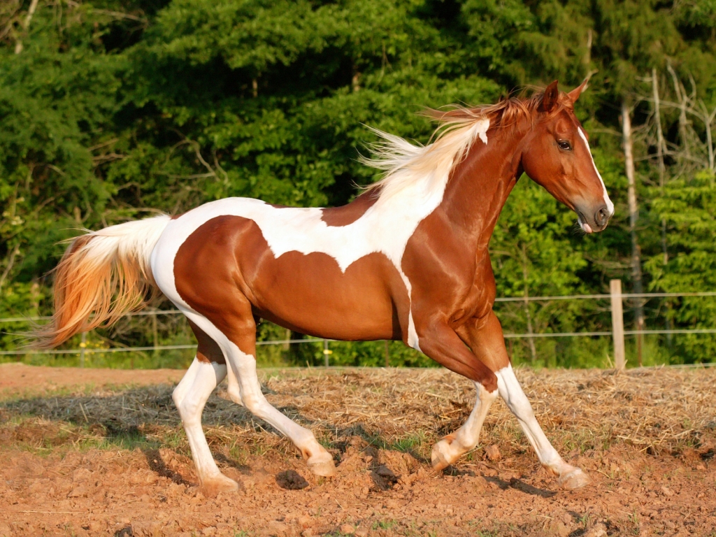 Horse With White Spots for 1024 x 768 resolution