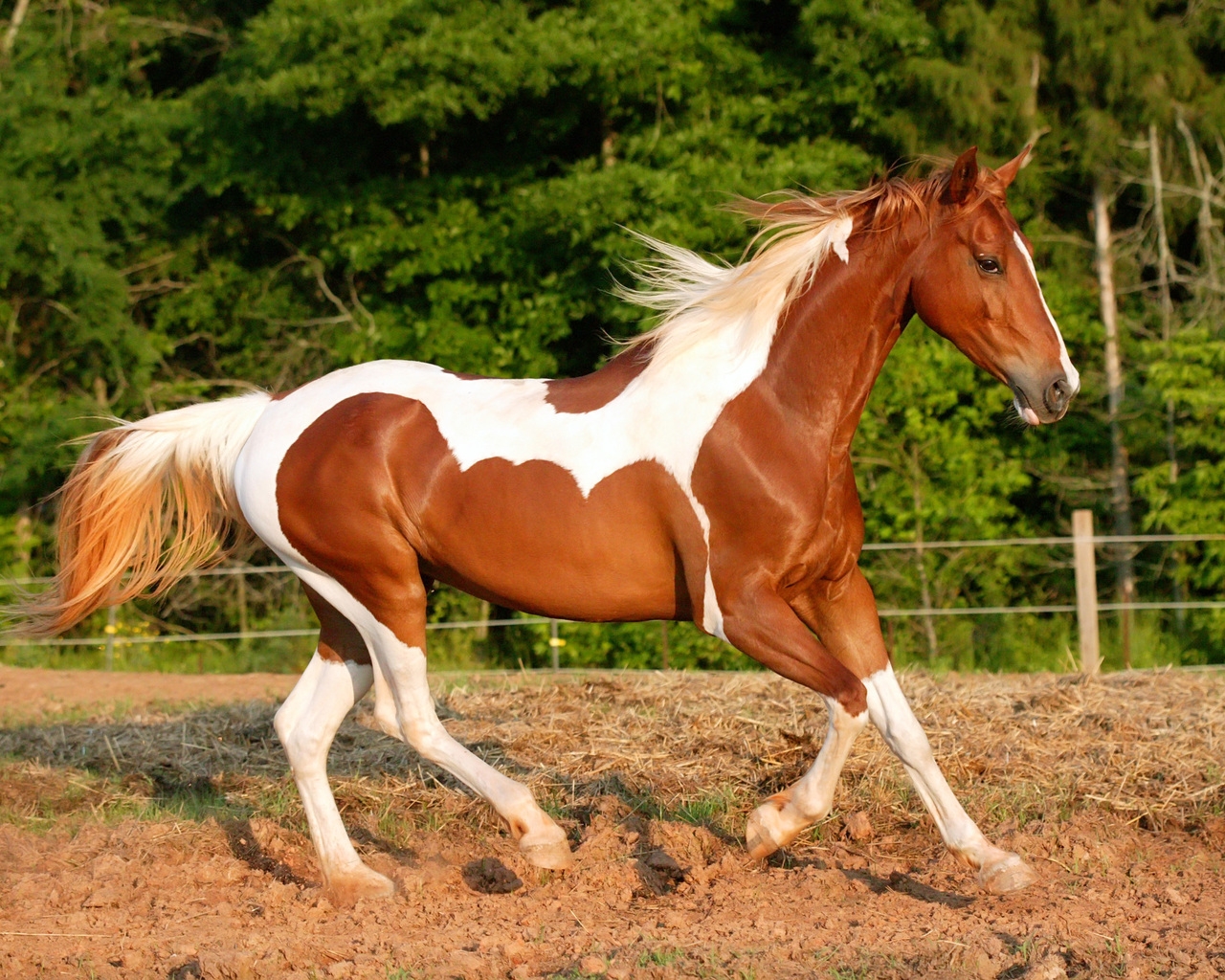 Horse With White Spots for 1280 x 1024 resolution
