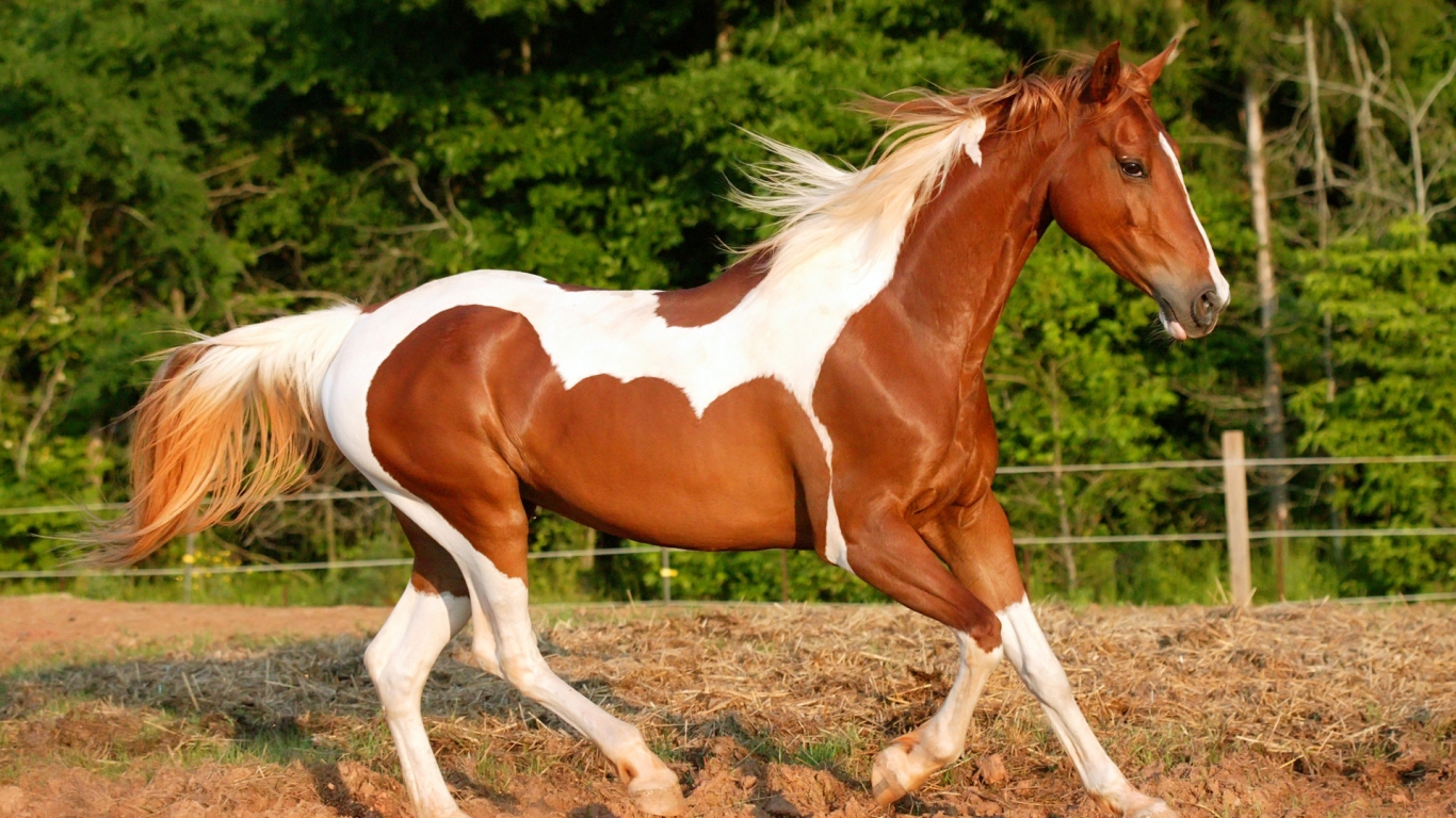 Horse With White Spots for 1366 x 768 HDTV resolution