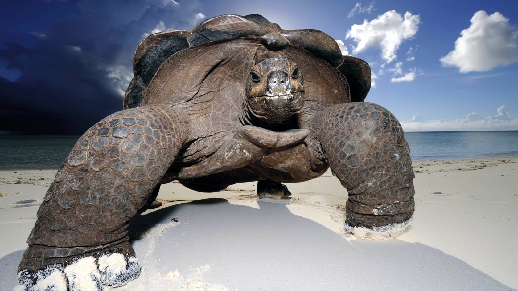 Huge Beach Turtle for 1680 x 945 HDTV resolution