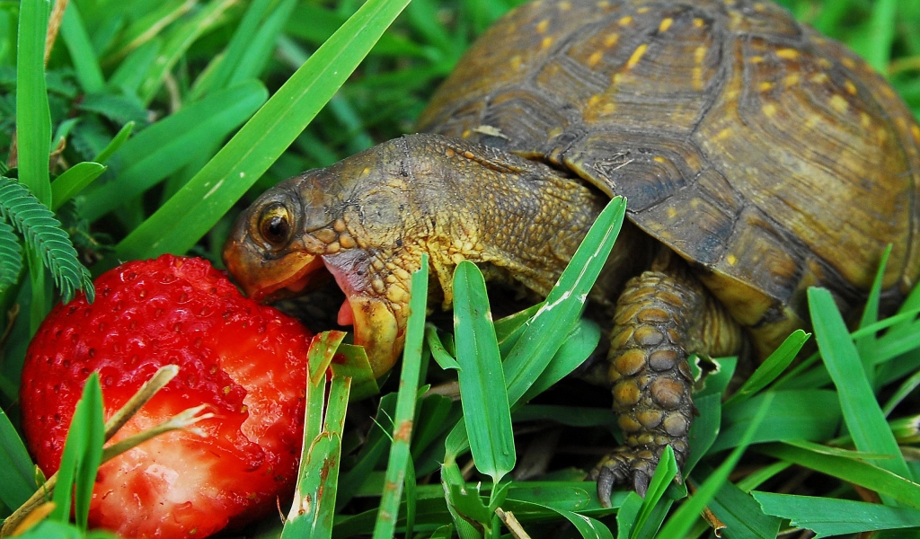 Hungry turtle for 1024 x 600 widescreen resolution
