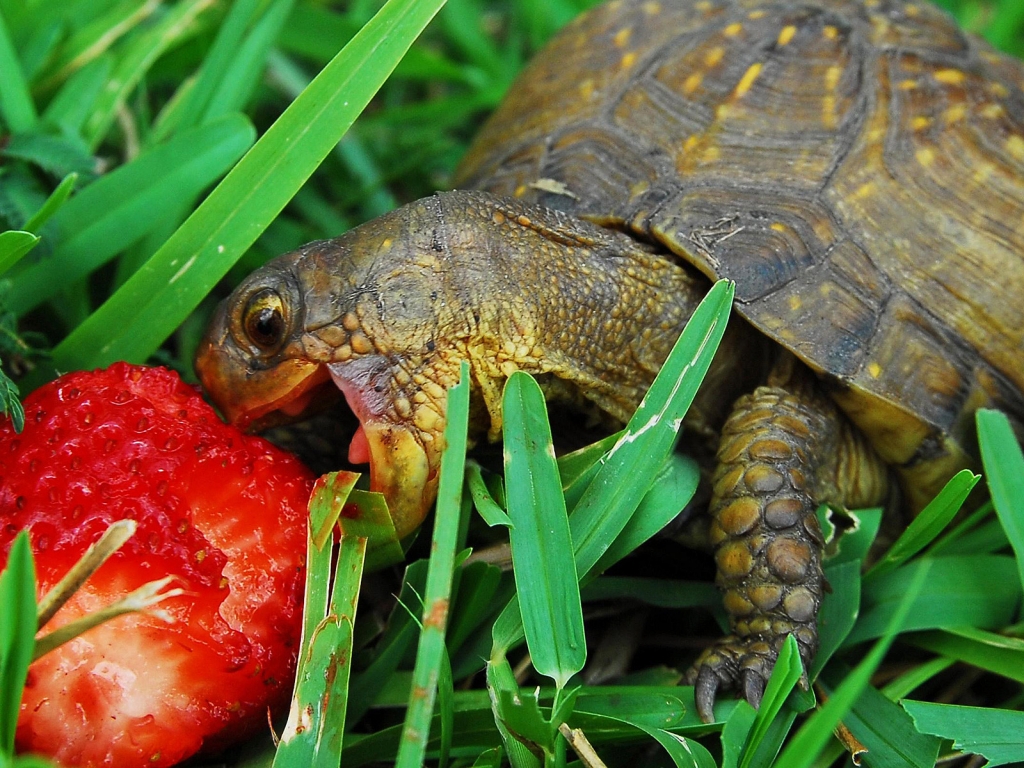 Hungry turtle for 1024 x 768 resolution