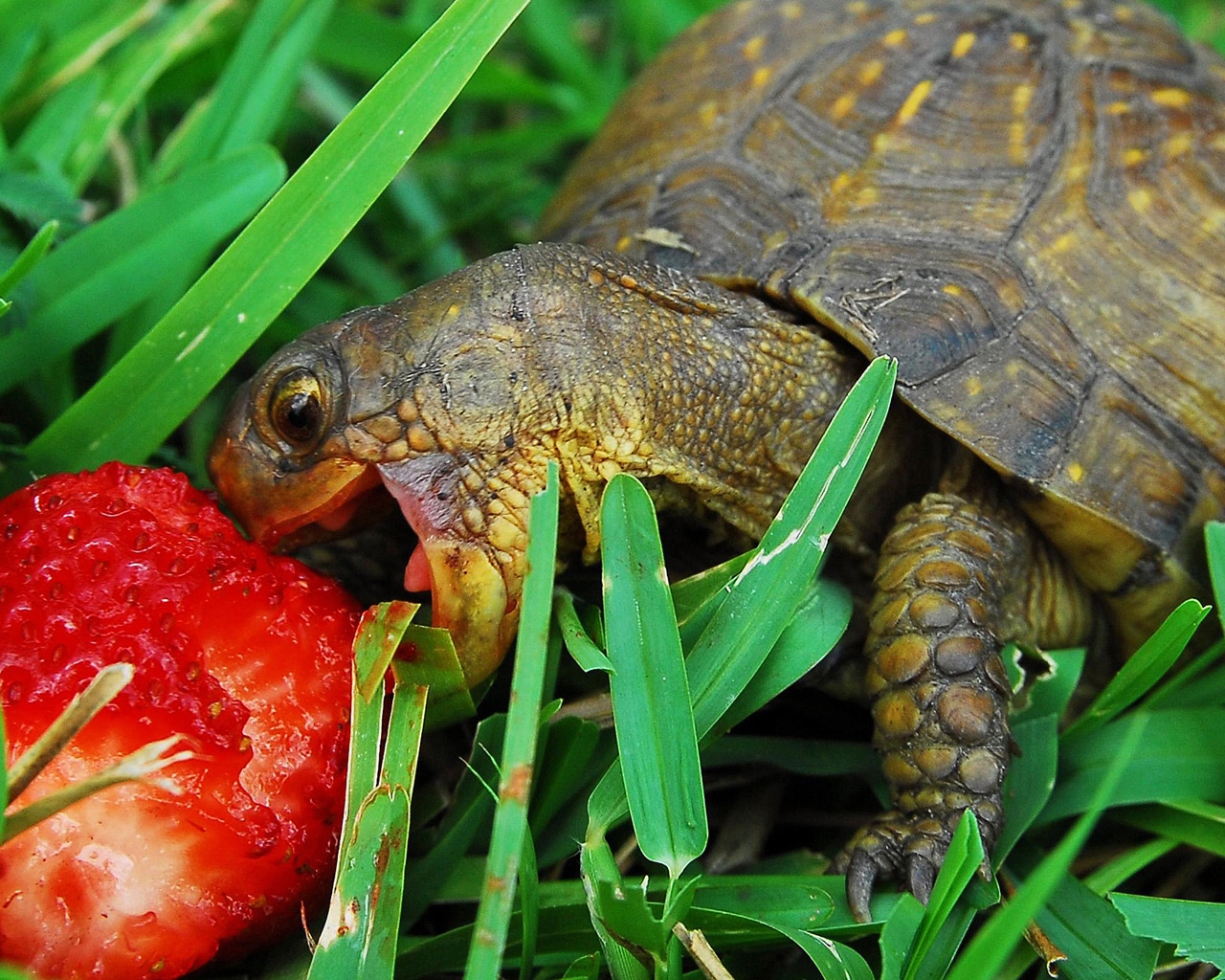 Hungry turtle for 1280 x 1024 resolution