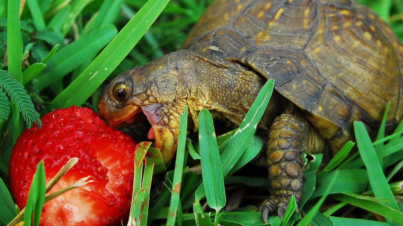 Hungry turtle for 1366 x 768 HDTV resolution