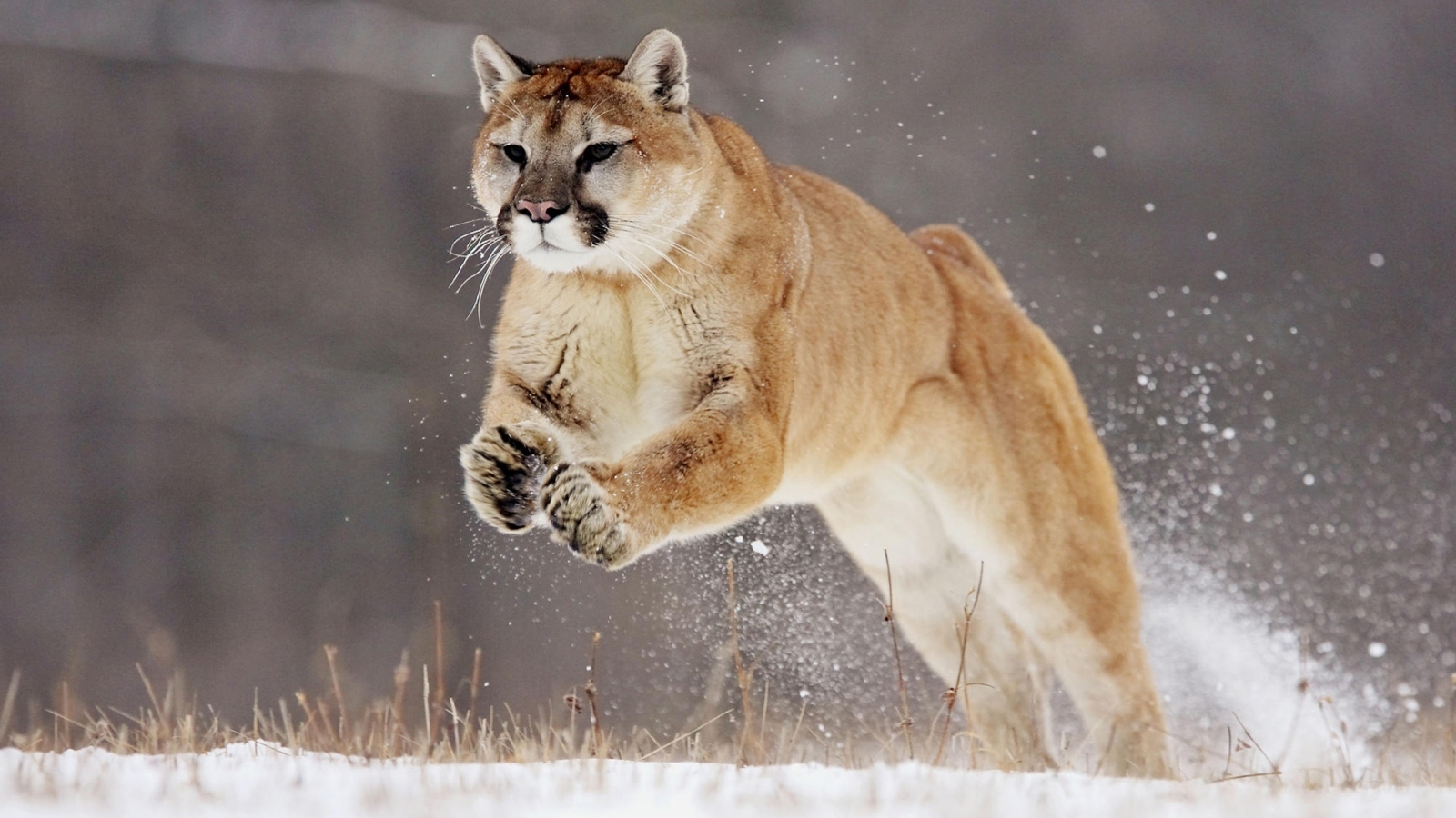 Hunting Puma for 1600 x 900 HDTV resolution