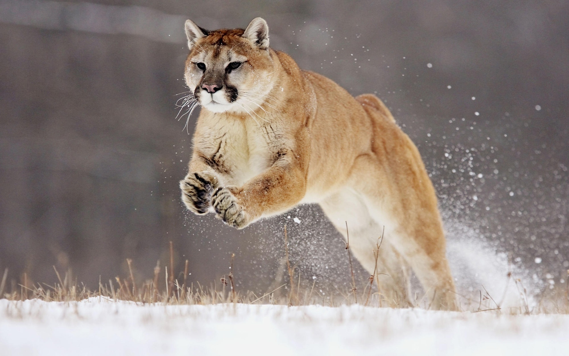 Hunting Puma for 1920 x 1200 widescreen resolution