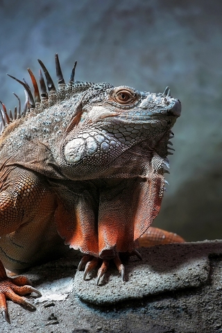 Iguana Reptile for 320 x 480 iPhone resolution