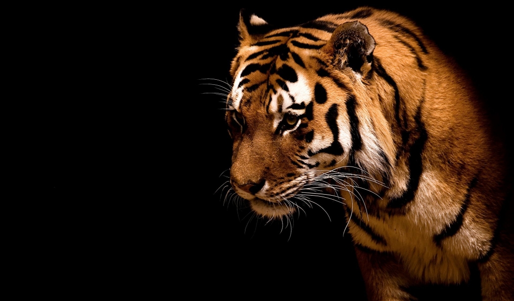 Impressive Tiger for 1024 x 600 widescreen resolution