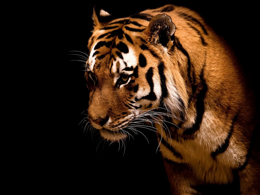 Impressive Tiger for 1024 x 768 resolution
