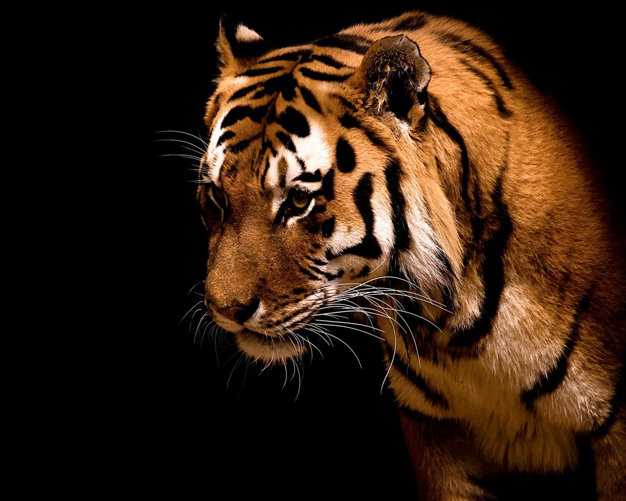 Impressive Tiger for 1280 x 1024 resolution