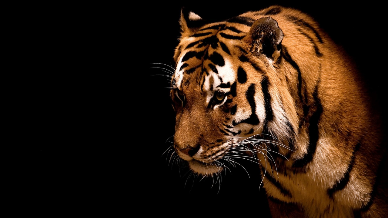 Impressive Tiger for 1280 x 720 HDTV 720p resolution