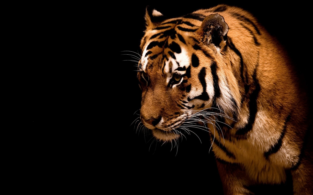 Impressive Tiger for 1280 x 800 widescreen resolution