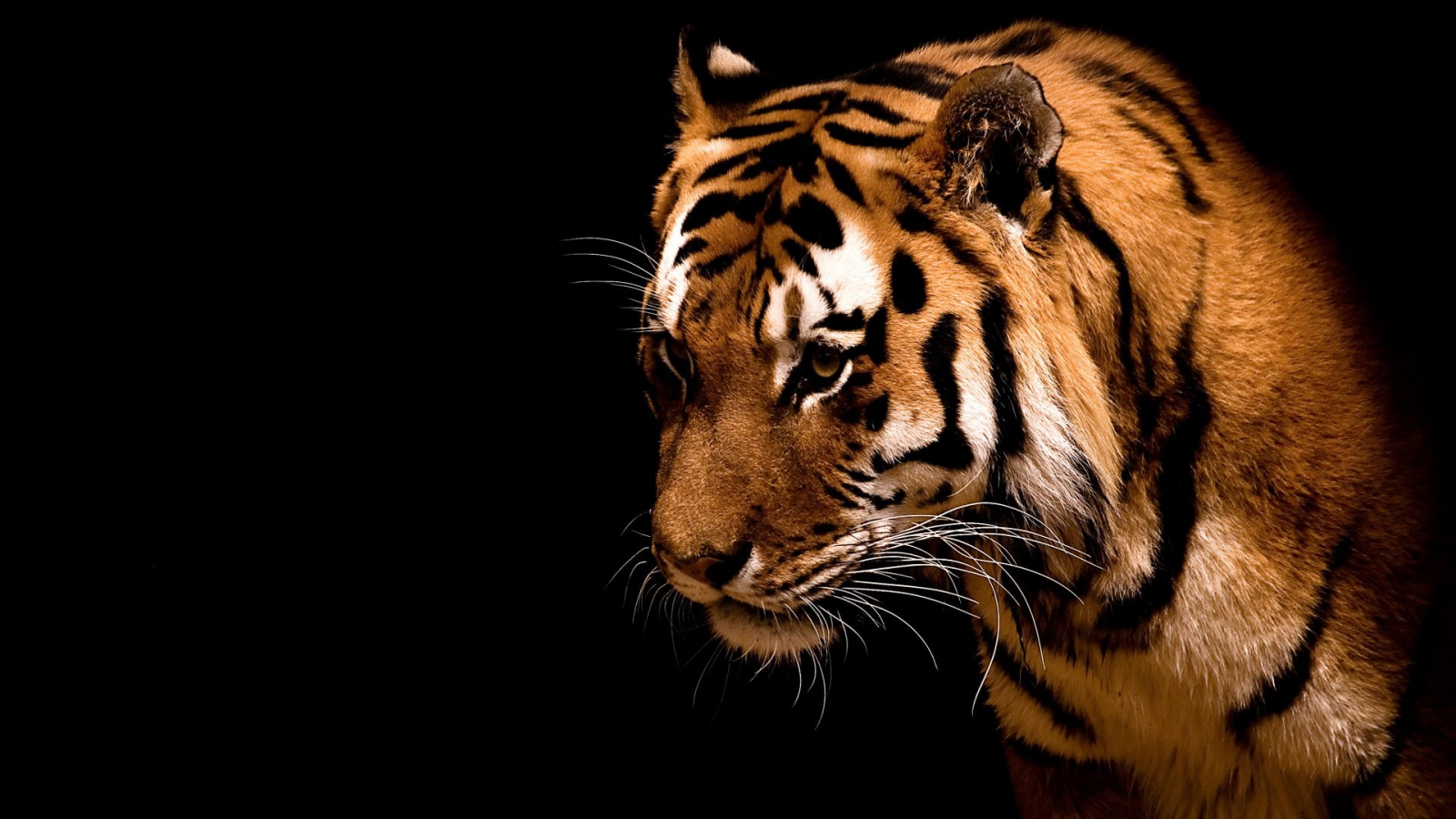 Impressive Tiger for 1600 x 900 HDTV resolution