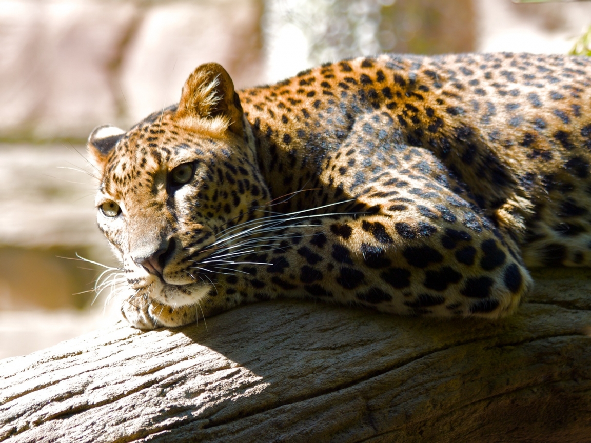 Lazing Leopard for 1152 x 864 resolution