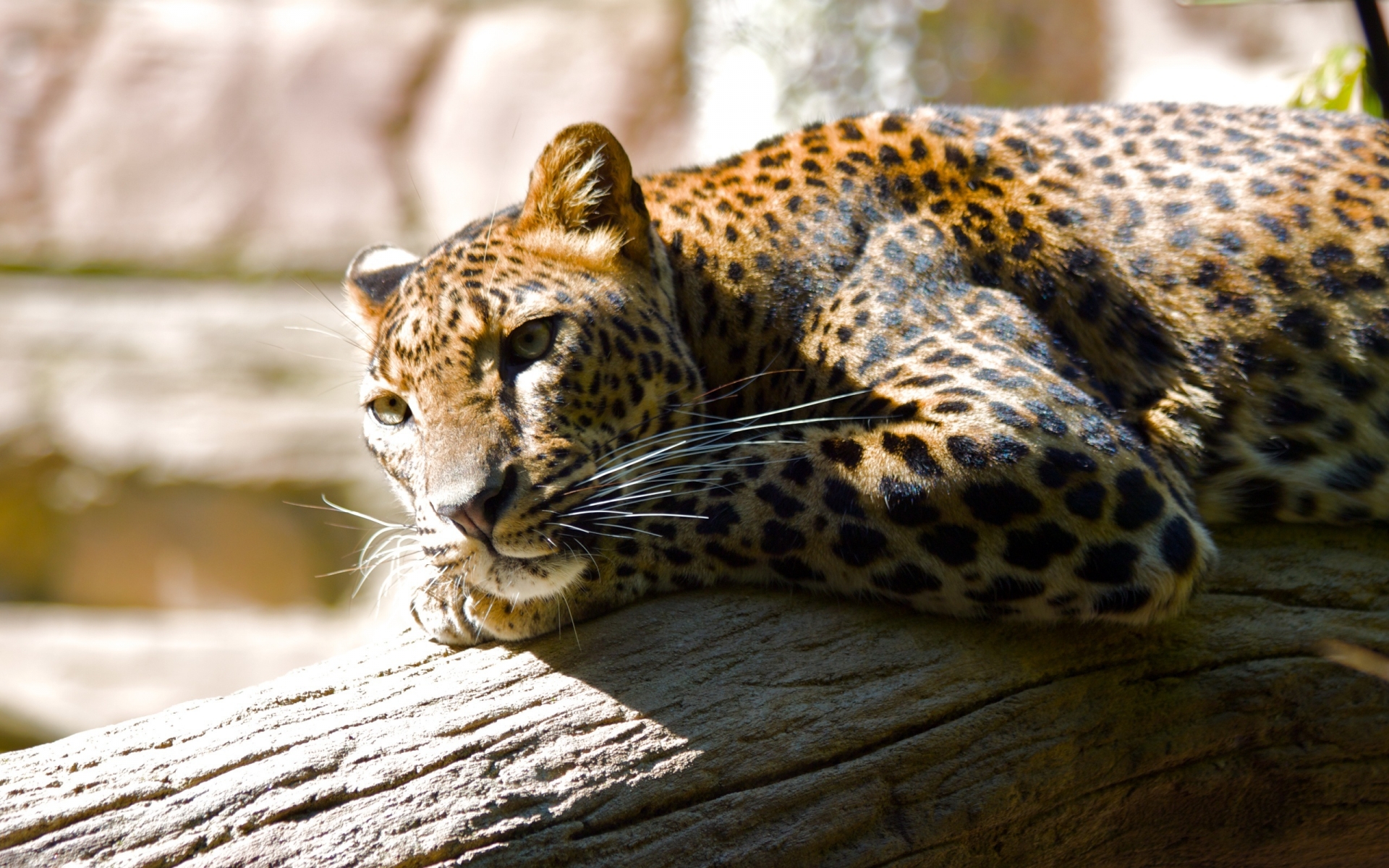 Lazing Leopard for 1920 x 1200 widescreen resolution