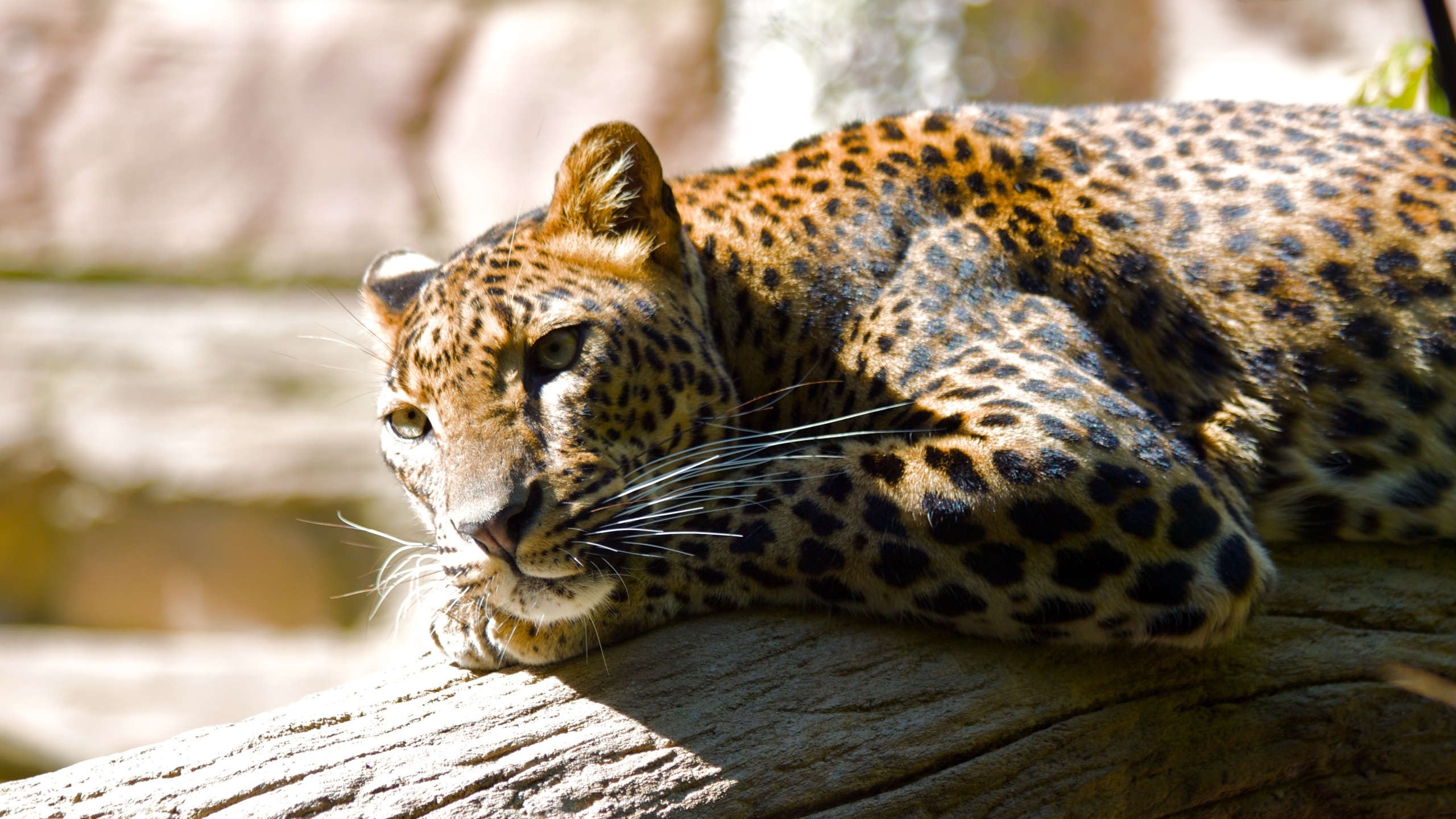 Lazing Leopard for 2560x1440 HDTV resolution