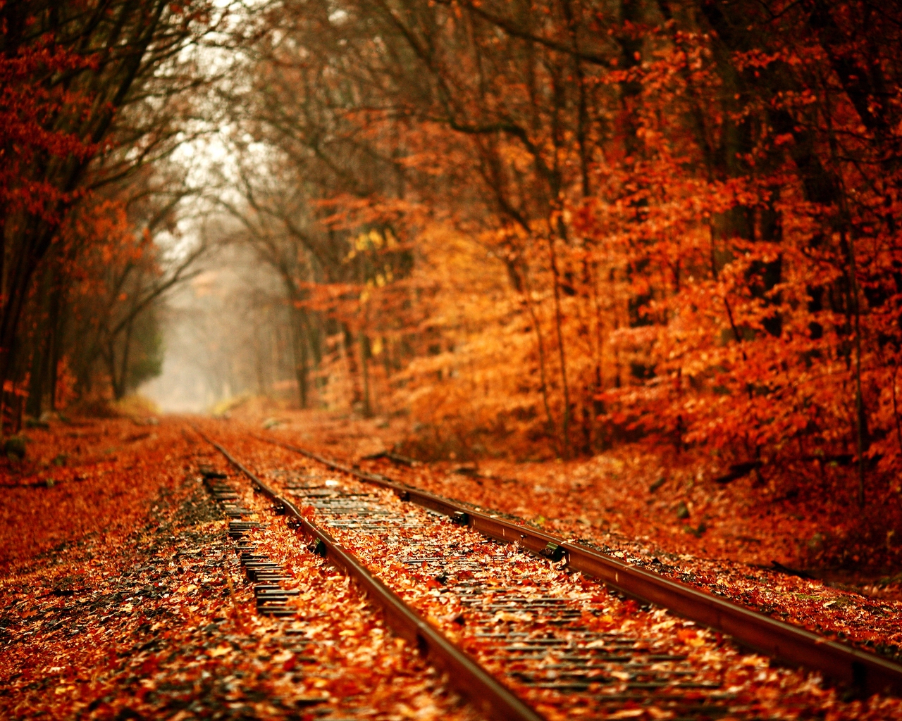 Leaves Over Railway for 1280 x 1024 resolution