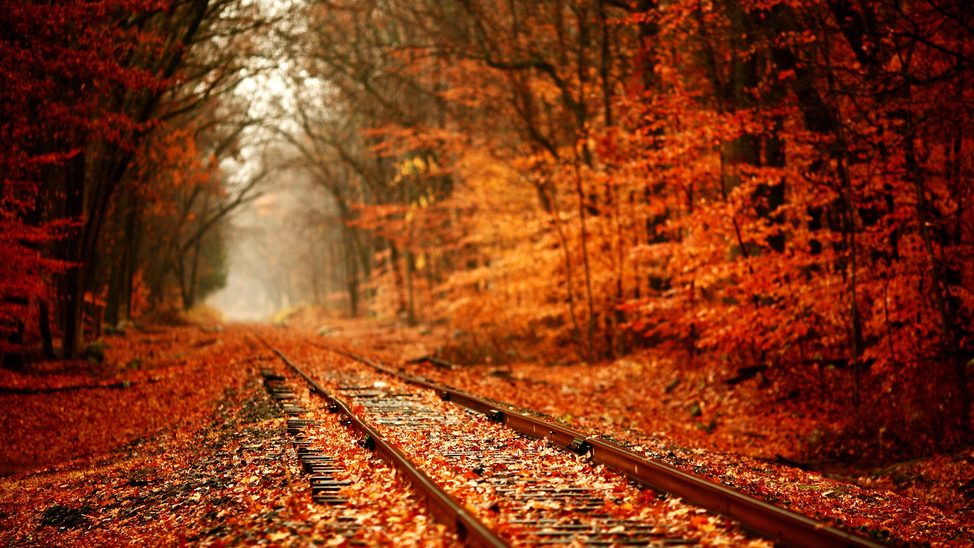 Leaves Over Railway for 1920 x 1080 HDTV 1080p resolution