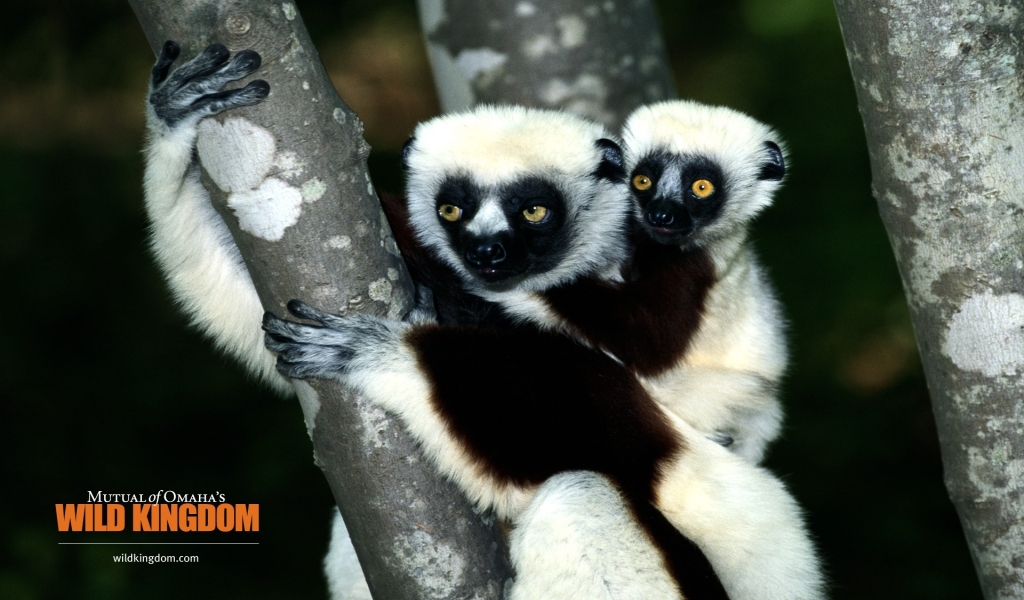 Lemur for 1024 x 600 widescreen resolution