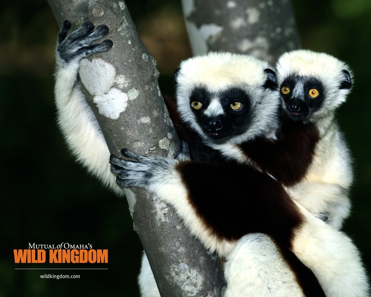 Lemur for 1280 x 1024 resolution