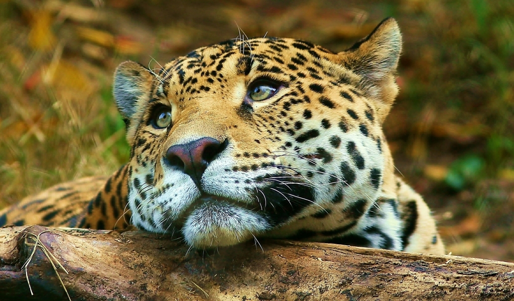 Leopard dreaming for 1024 x 600 widescreen resolution