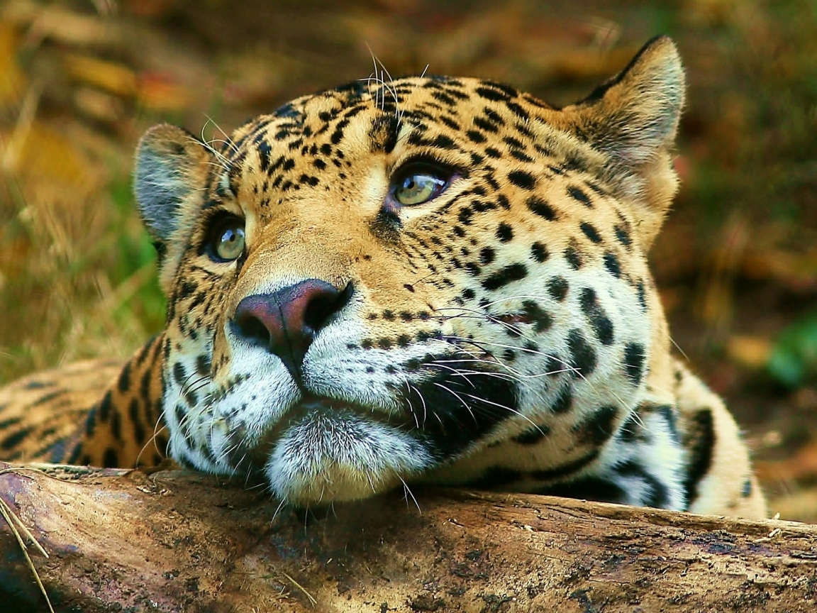 Leopard dreaming for 1152 x 864 resolution