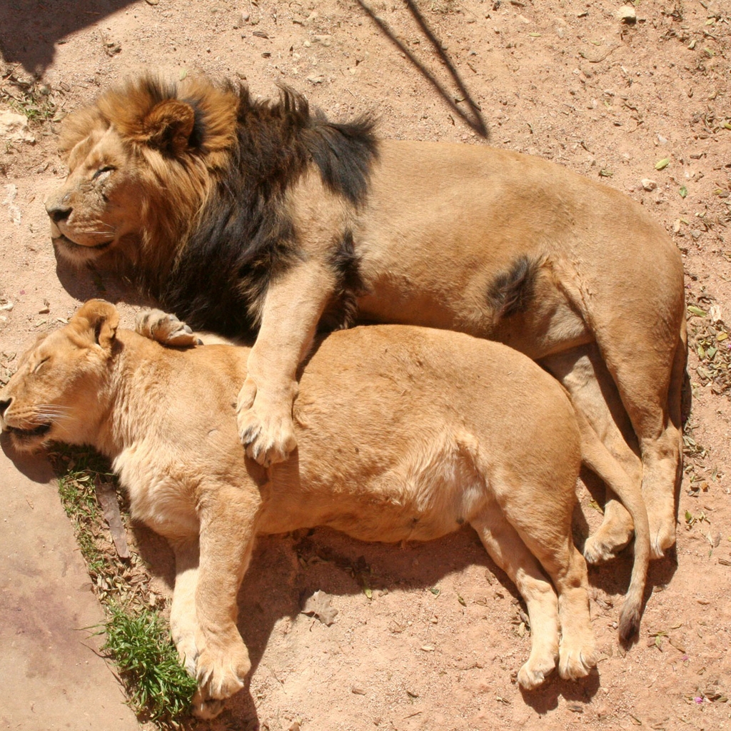 Lion Family Sleeping for 1024 x 1024 iPad resolution