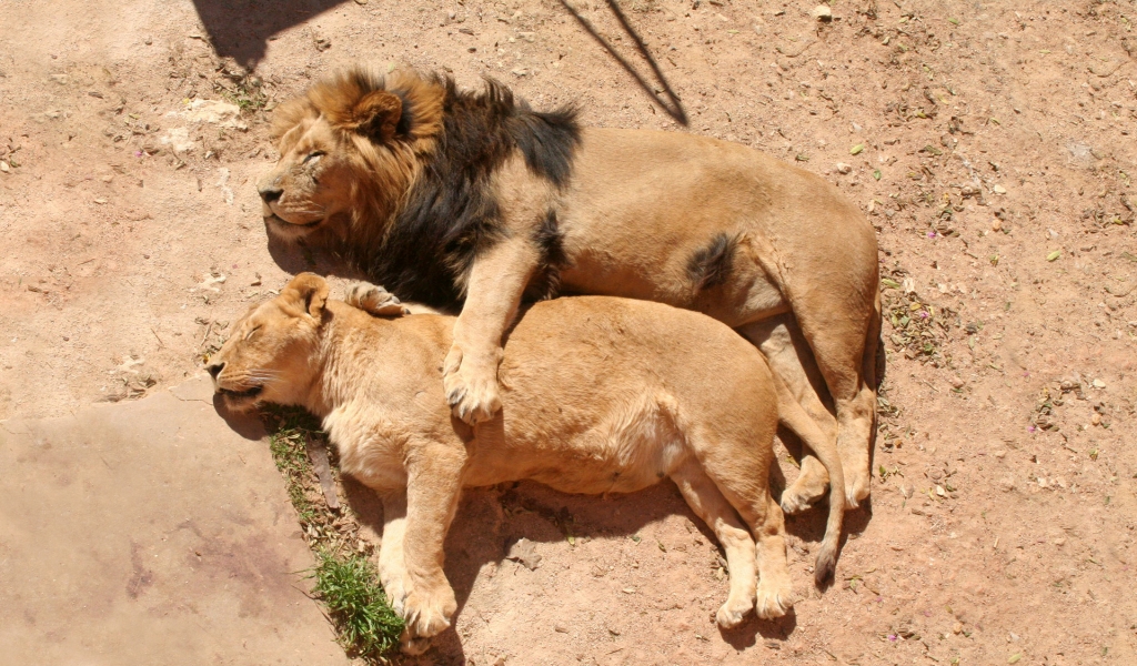 Lion Family Sleeping for 1024 x 600 widescreen resolution