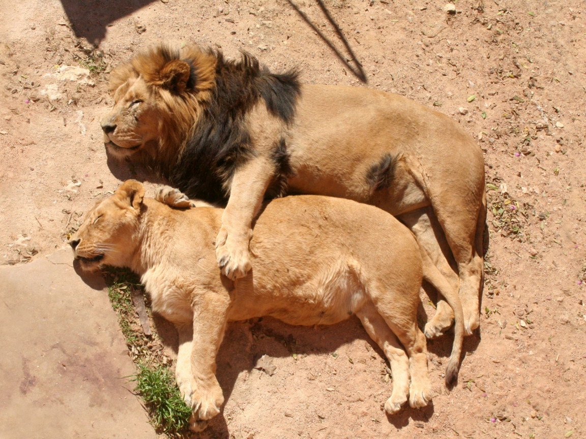 Lion Family Sleeping for 1152 x 864 resolution