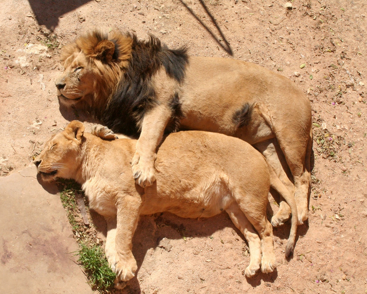 Lion Family Sleeping for 1280 x 1024 resolution