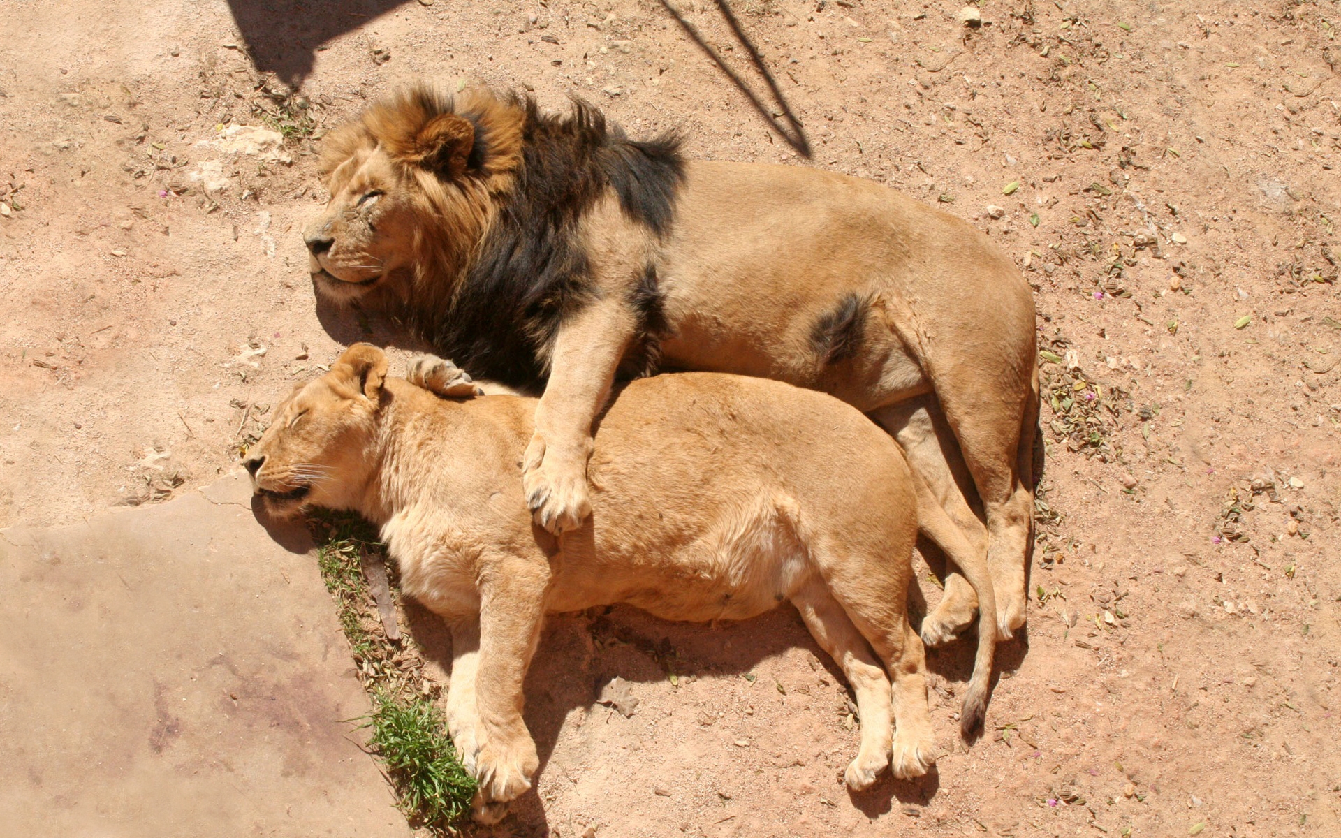 Lion Family Sleeping for 1920 x 1200 widescreen resolution