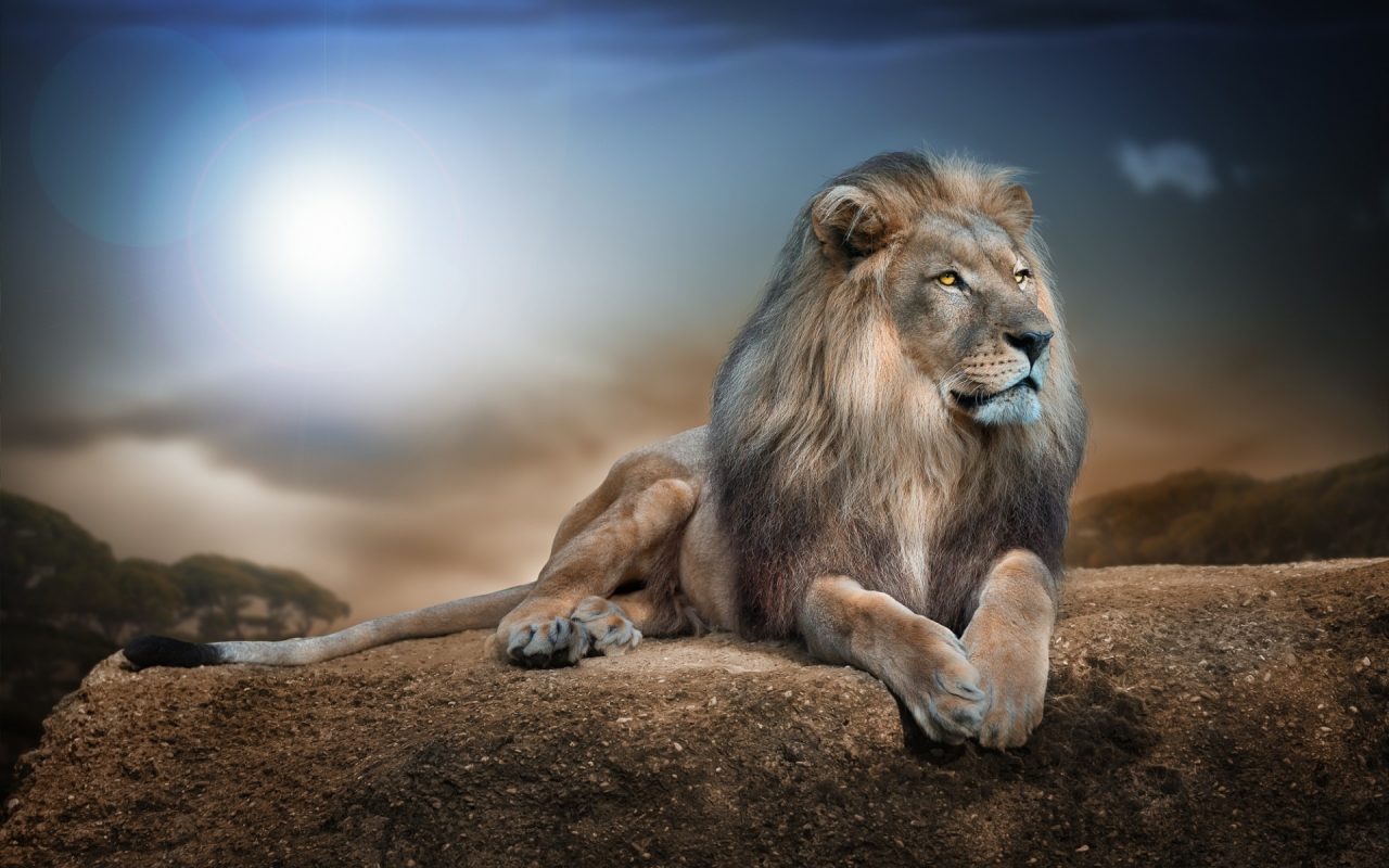 Lion in Jungle for 1280 x 800 widescreen resolution