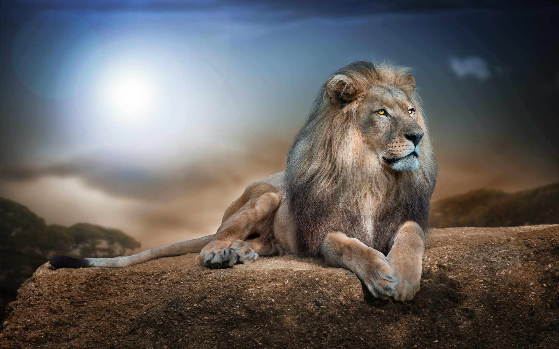 Lion in Jungle for 1920 x 1200 widescreen resolution