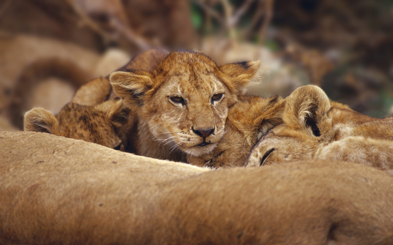 Lions Cubs for 1280 x 800 widescreen resolution